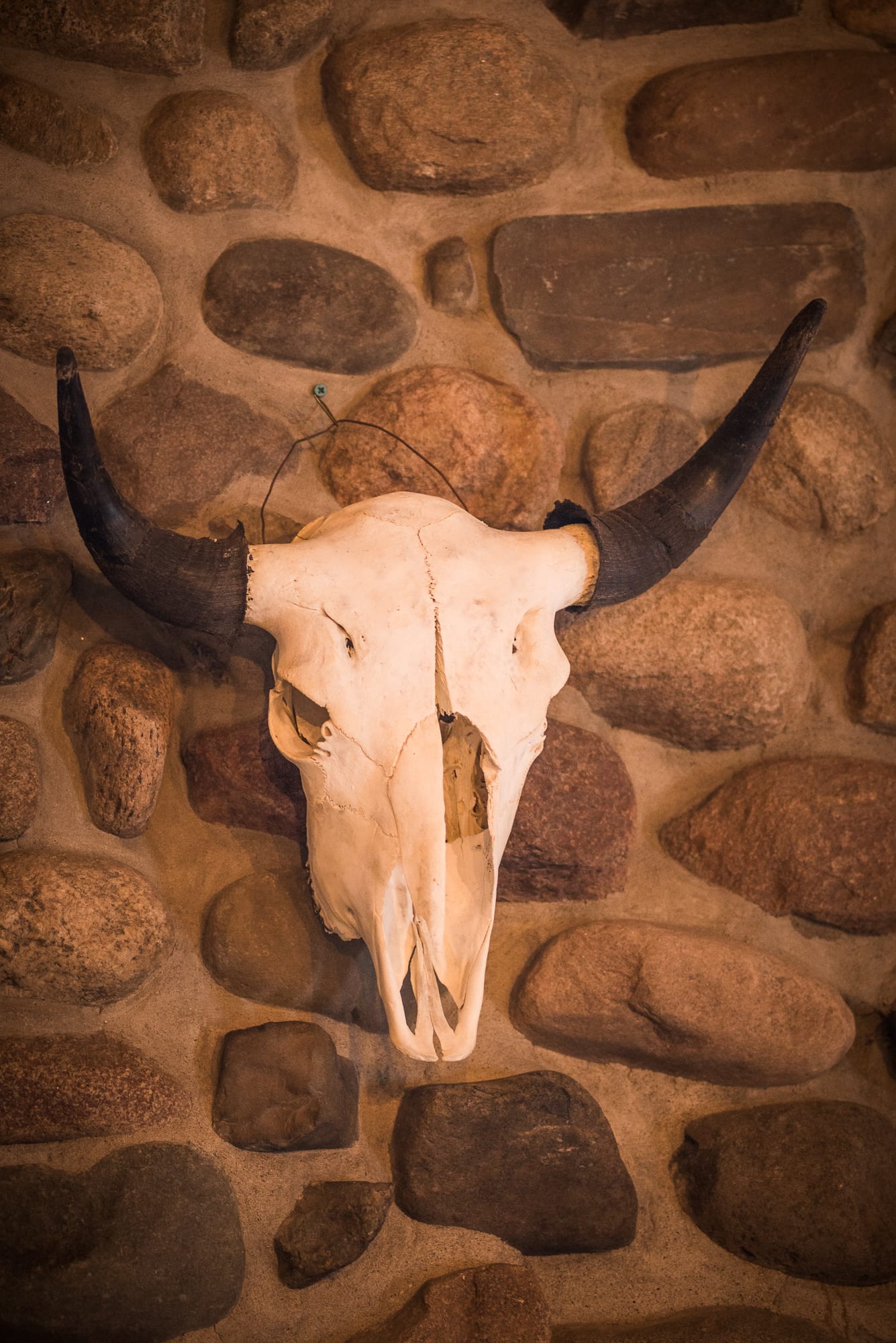 Mounted steer skull