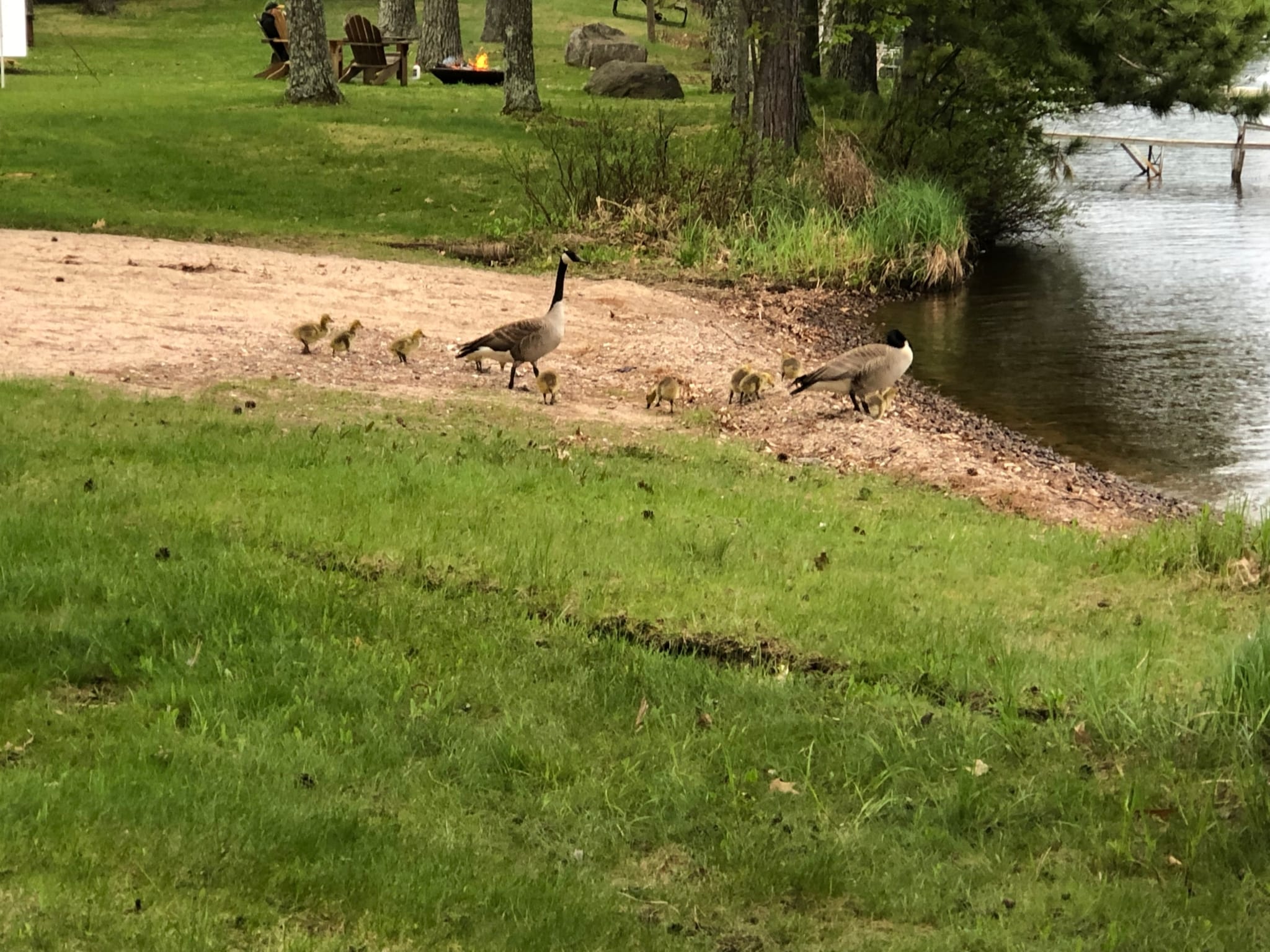 Canadian geese and goslings on beach.