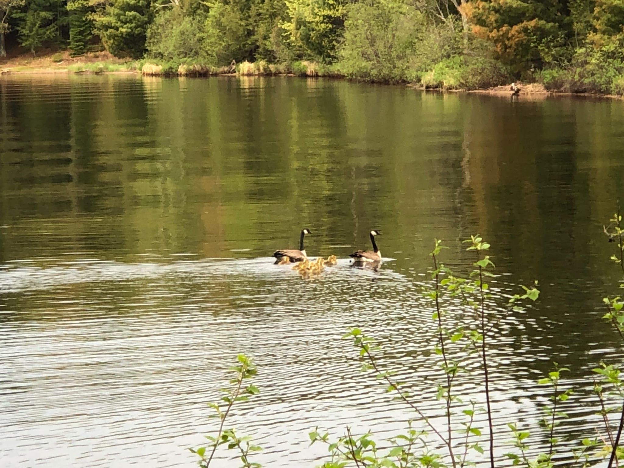 Canadian geese on the lake.