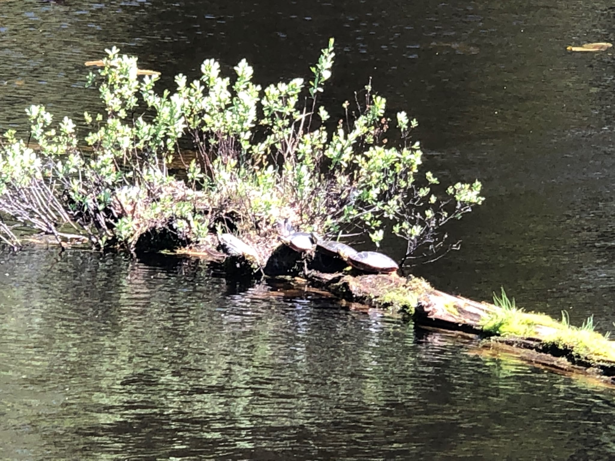 Several turtles on an islet.