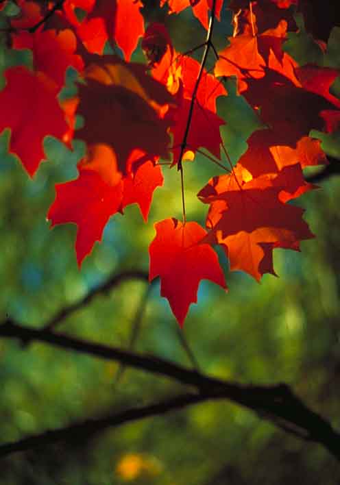 Red autumn maple leaves
